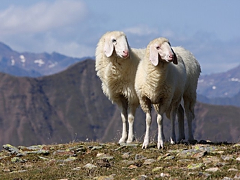 Schafe in Südtirol